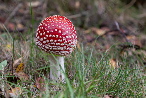 Red fly agaric mushroom against the autumn background in the forest