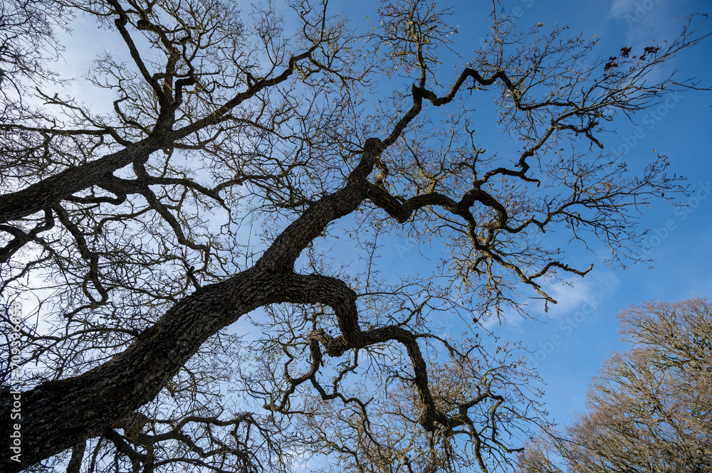 bare winter tree and sky silhouette bare winter tree and sky silhouette