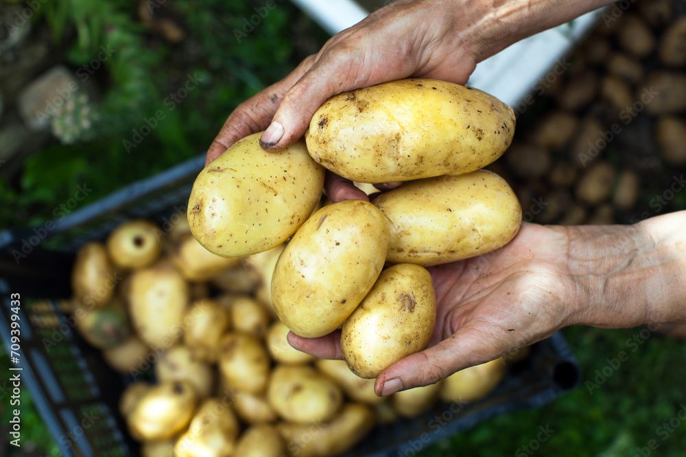Fresh harvested potatoes in Female Farmer Hands Close Up Fresh harvested potatoes in Female Farmer Hands Close Up