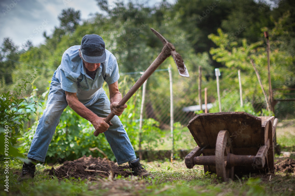 Senior Farmer Harvesting Organic Potatoes by Hand in His Organic Garden Senior Farmer Harvesting Organic Potatoes by Hand in His Organic Garden