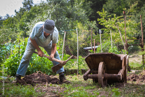 Senior Man Gardening in the Home Vegetable Garden Hand Harvest Potatoes
