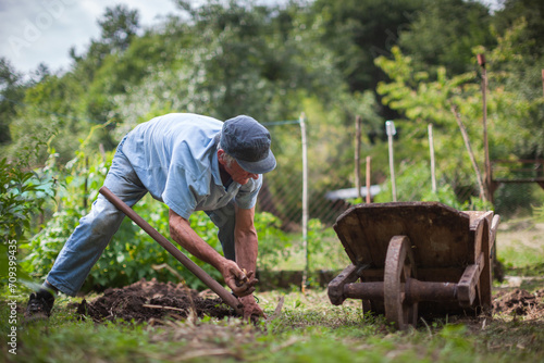 Senior Man Gardening in the Home Vegetable Garden Hand Harvest Potatoes