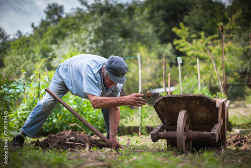 Senior Farmer Harvesting Organic Potatoes by Hand in His Organic Garden © Fotopogledi