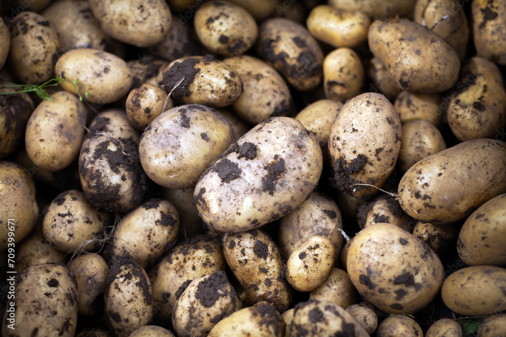 Soil Dirt on Organic Fresh Harvest Potatoes from Above Soil Dirt on Organic Fresh Harvest Potatoes from Above
