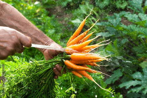 Fresh Picked Carrots from Domestic Vegetable Garden Close Up