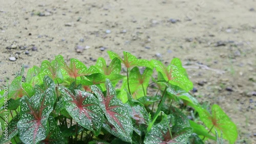 cognate flowers that get wet when it rains during the day