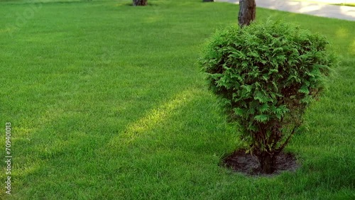 green lawn on the lawn in the park. grass planting and landscaping landscape design
