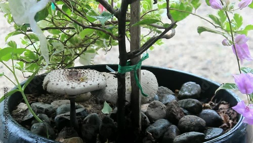 plants get wet when it rains during the day