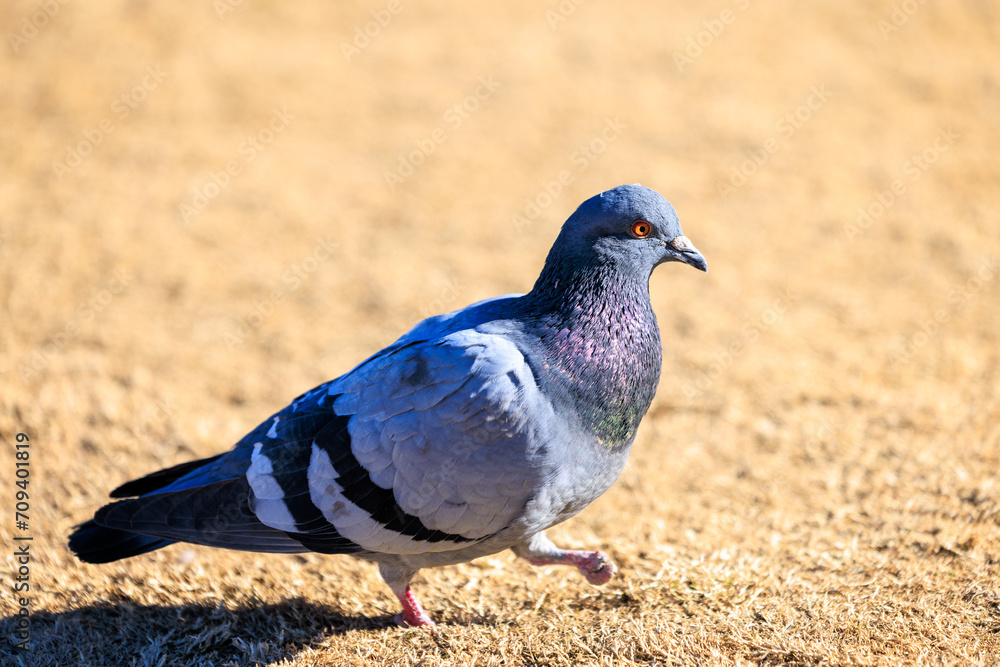 Obraz premium 怪我をして足先がない野生の鳩