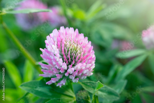 Red clover on a green background.Clover meadow flower. Valuable forage and medicinal plant. Women's health flower. Clover extract.