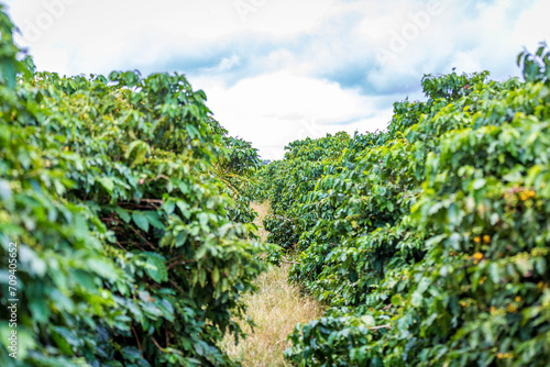 Coffee beans growing on coffee tree in Brazil s coutryside