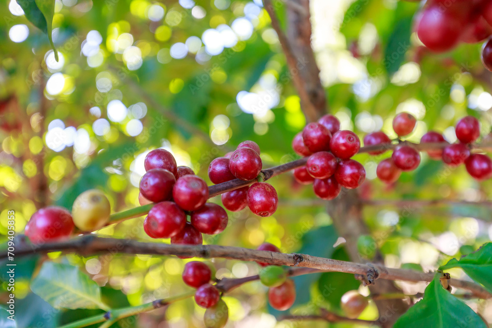 Coffee beans growing on coffee tree in Brazil's coutryside