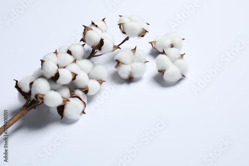 Branch with cotton flowers on white background, space for text