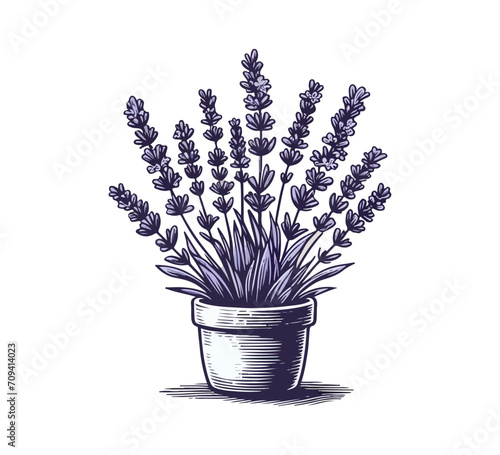 lavender plant hand drawn illustration vector graphic asset
