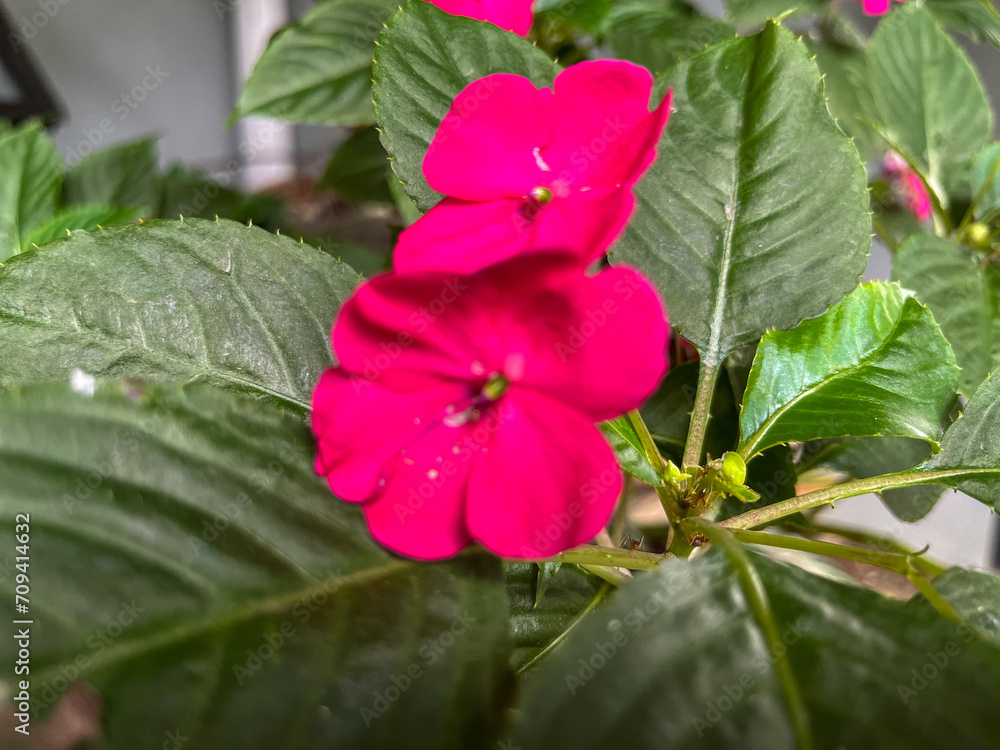 pink hibiscus flower pink hibiscus flower