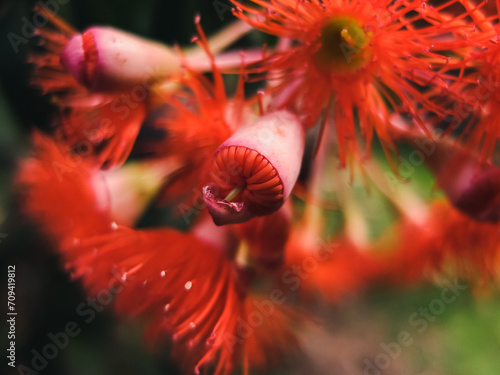 Corymbia flower