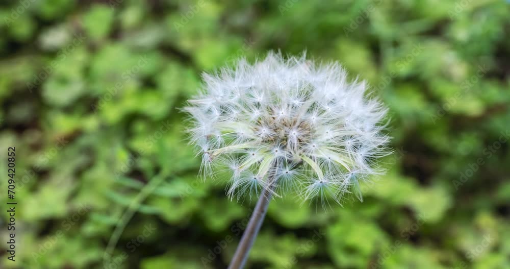time lapse of the dandelion fluffy ball seeds unfolding on a natural background time lapse of the dandelion fluffy ball seeds unfolding on a natural background