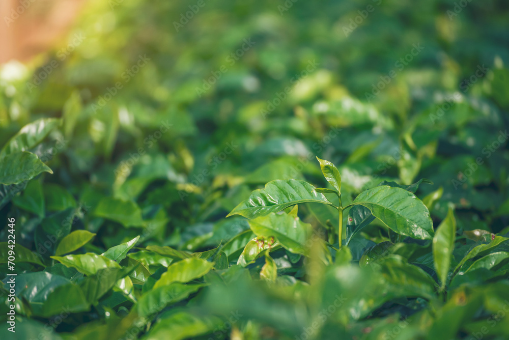 Obraz premium Agriculture Green coffee tree growing berry bean plant. Coffee tree farm growth in eco organic garden. Close up Fresh coffee bean green leaf bush ecology berry plant berries harvest arabica garden.