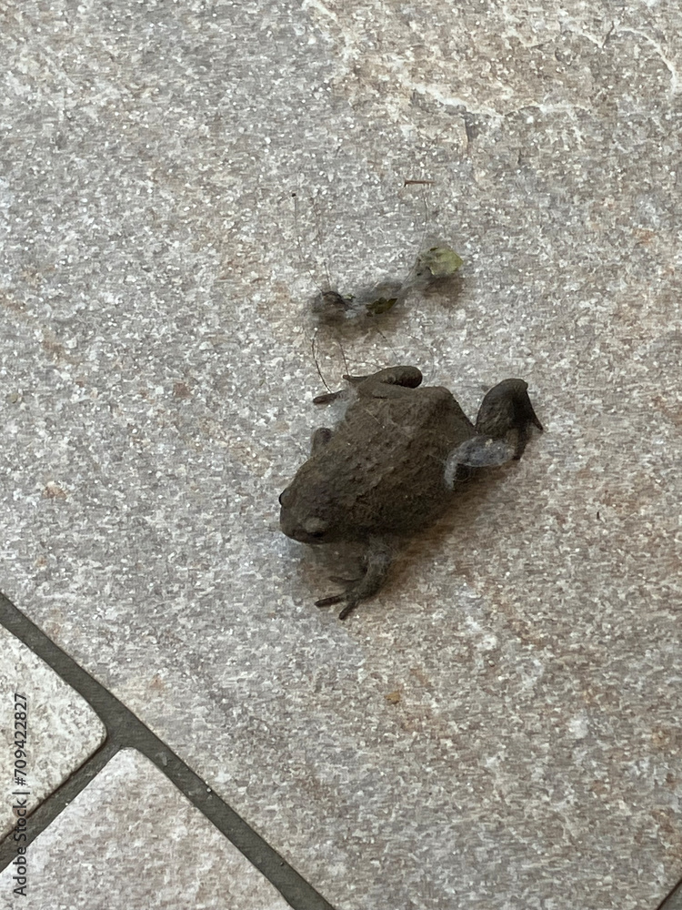 frog on the stone frog on the stone
