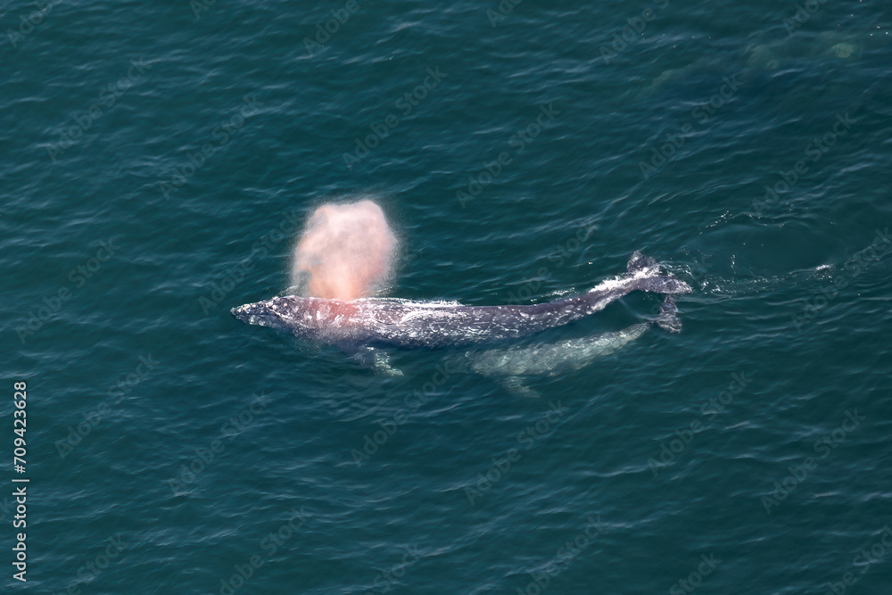 Fototapeta premium Waterspout, plume of orange light. An adult female Gray Whale (Eschrichtius robustus) spews water and air high above the surface. Its young calf follows in tandem, keeping up with its mother