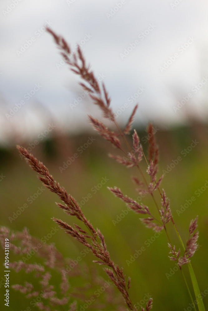 grass in the wind grass in the wind