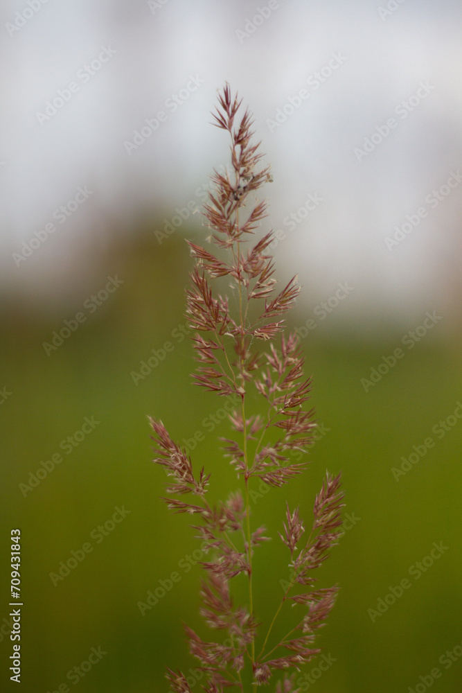 grass in the wind grass in the wind
