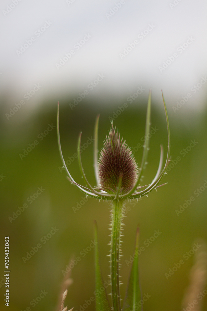thistle in the grass