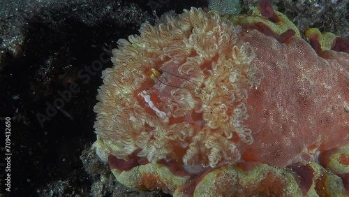 The Great Red Nudibranch sits at night on the seabed in a strong current. The current moves its gills in which the Emperor shrimp (Zenopontonia Rex) hides.
Spanish Dancer (Hexabranchus sanguineus). photo