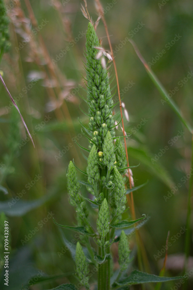 flower in the garden