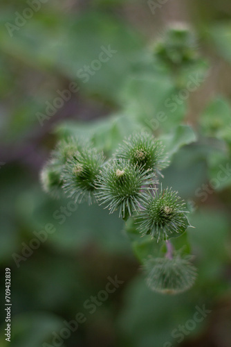 flower in the garden © Hakim Hasanov