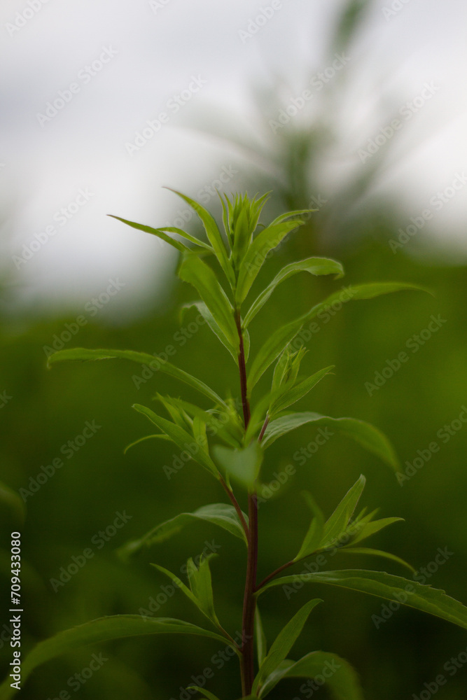 flower in the garden