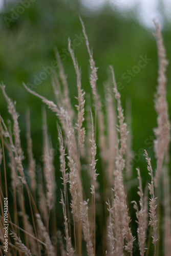 wheat field in summer grass in the wind