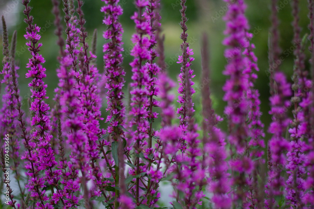 field of lavender