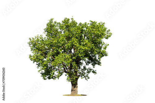 Cutout isolated tree for use as a raw material for editing work. isolated beautiful fresh green deciduous almond tree on white background with clipping path.