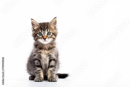 Little kitten sitting quietly. Isolated, on white background.