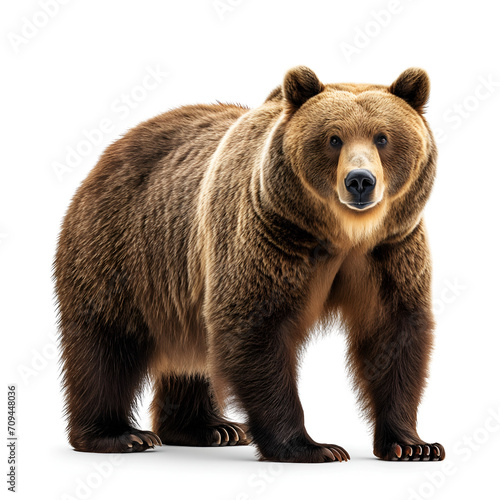 Wallpaper Mural brown bear isolated on white Torontodigital.ca