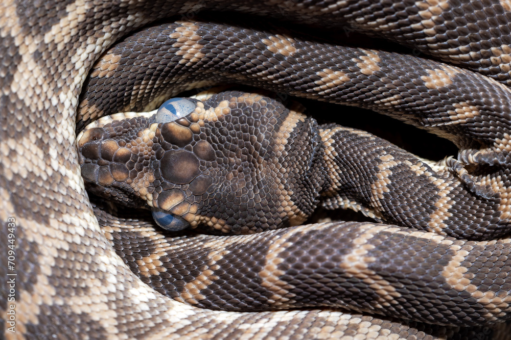 Close up of Australian Rough-scaled Python with opaque eyes prior to sloughing skin. Close up of Australian Rough-scaled Python with opaque eyes prior to sloughing skin.