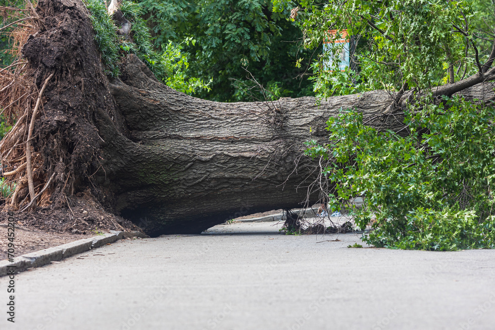 Massive old tree lays fallen in park after severe storm Massive old tree lays fallen in park after severe storm