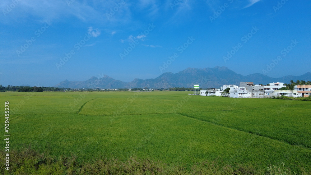 Nanjinaad paddy field and western ghats mountain range kanyakumari, Tamil Nadu