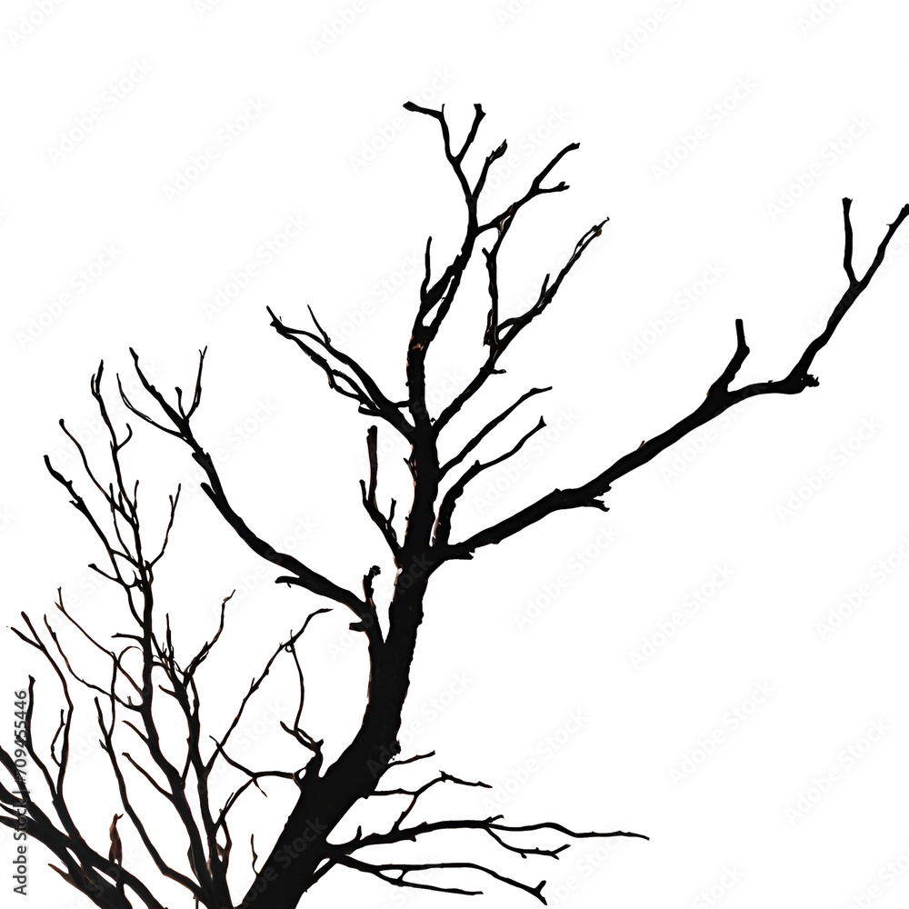 Obraz premium Dead tree isolated on white background. 