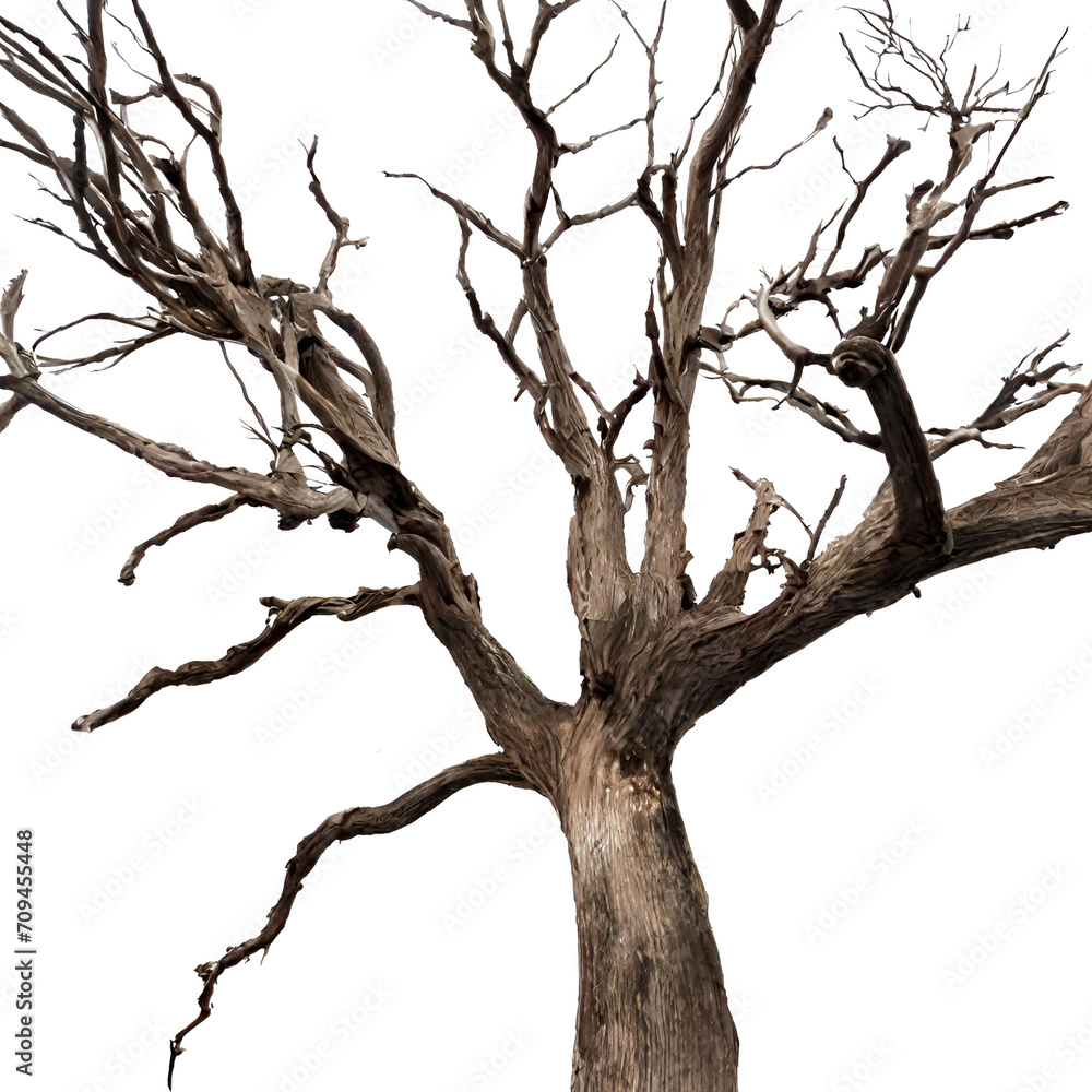 Dead tree isolated on white background. Dead tree isolated on white background.