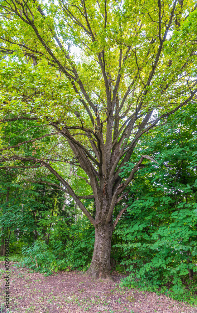 Old big oak tree in summer park Old big oak tree in summer park