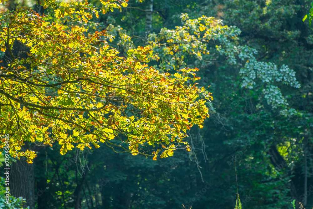 Oak branches with yellow leaves in autumn park Oak branches with yellow leaves in autumn park