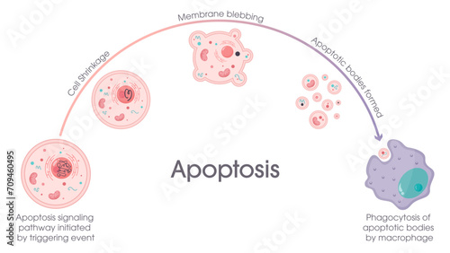 Apoptosis programmed cell death process vector graphic