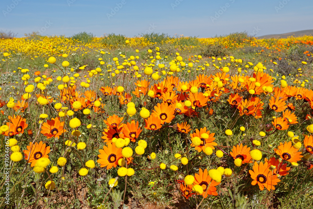 Obraz premium Colorful spring blooming wildflowers, Namaqualand, Northern Cape, South Africa.
