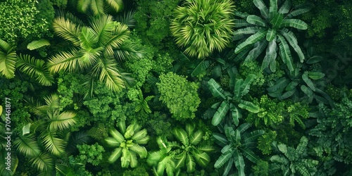 view of a lush rainforest canopy from above  with diverse plant life and a sense of untouched natural beauty