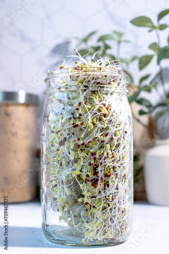 Broccoli sprouts in the Manson jar for heealthy eating.