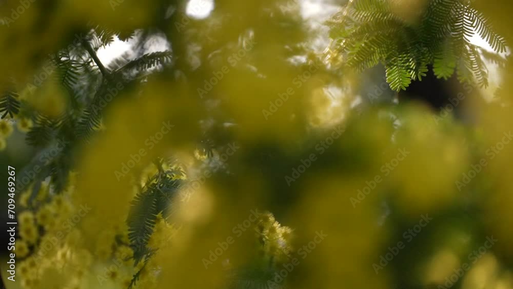 風に揺れるミモザの花 風に揺れるミモザの花