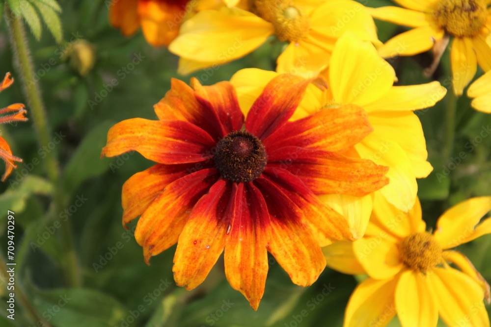 orange flower in the garden orange flower in the garden