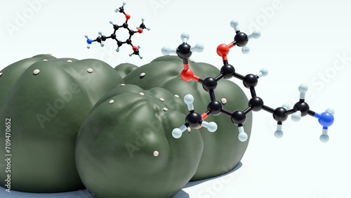 Photos 3D rendering depicts a peyote cactus, Lophophora williamsii, and its key psychoactive component, the mescaline molecule